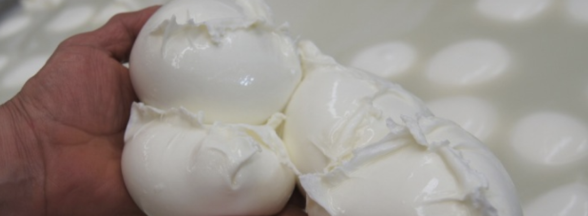 Mozzarella Dop, dal Consorzio le regole per gustarla al meglio