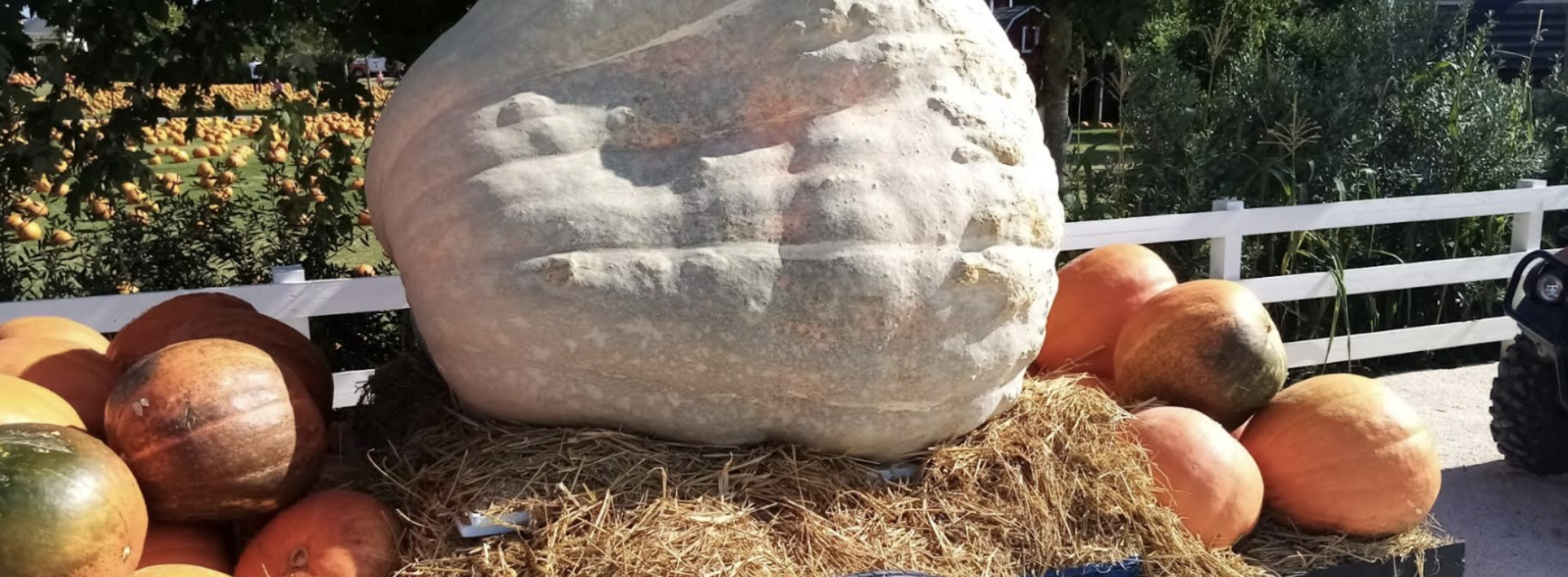 Il giardino delle zucche, a Pignataro Maggiore il labirinto infestato