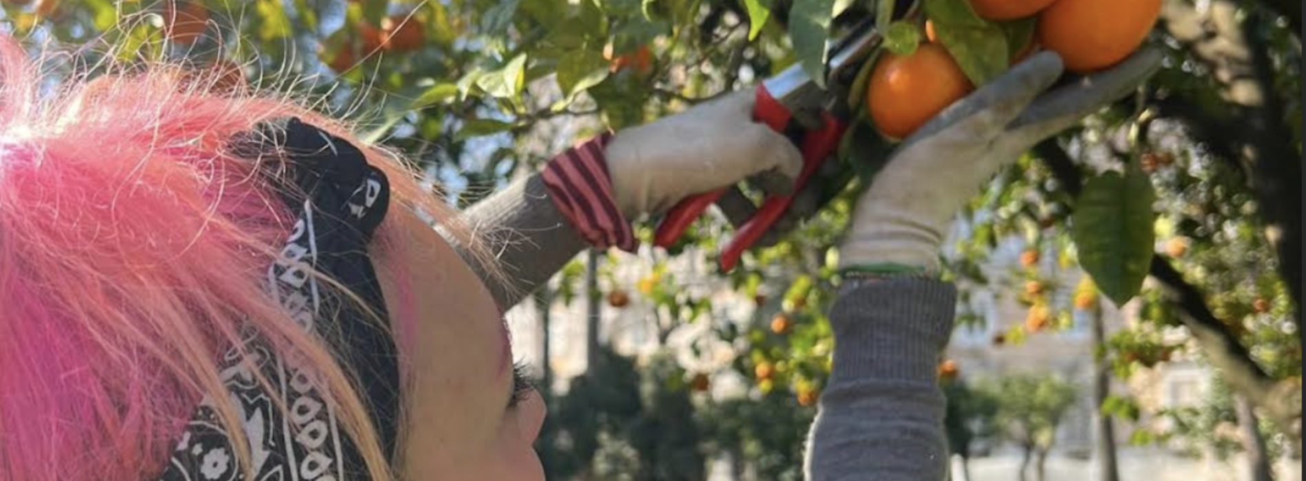 Marmellata delle Regine, raccolta delle arance nel parco Reale