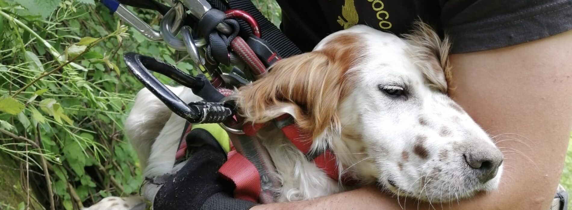 Setter caduto in un dirupo, salvo grazie ai Vigili del Fuoco