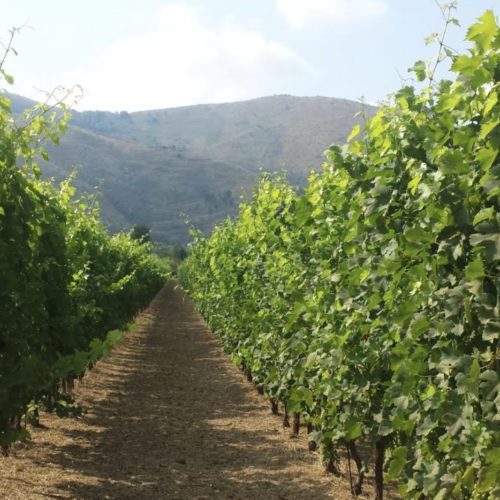 Il Vino Ce. Il mondo vitivinicolo italiano si incontra a Caserta