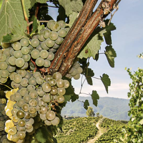 Fiano di Avellino territorio e cultura, seminario all’enoteca la Botte