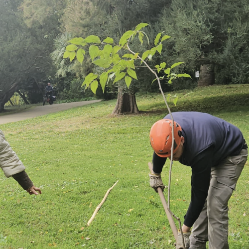 Giornata degli Alberi, nuove piantumazioni al Giardino Inglese