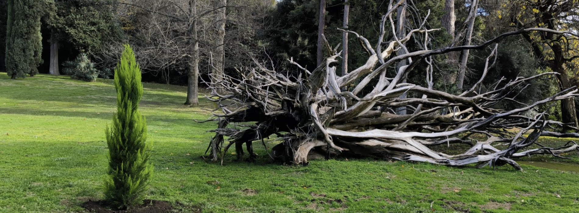 Reggia. Messi a dimora quattro giovani alberi nel Museo Verde