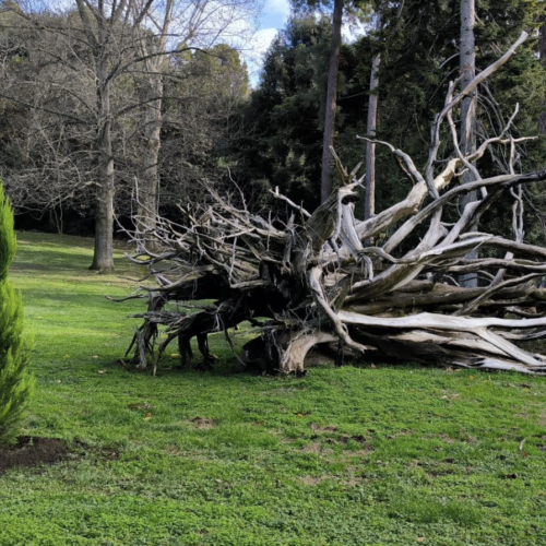 Reggia. Messi a dimora quattro giovani alberi nel Museo Verde