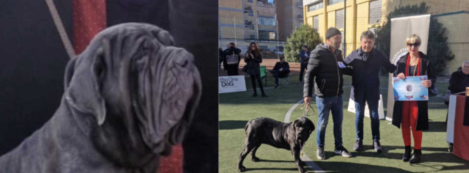 Il fascino del Mastino Napoletano, a Capua una esposizione