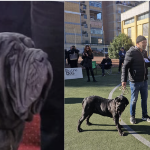 Il fascino del Mastino Napoletano, a Capua una esposizione