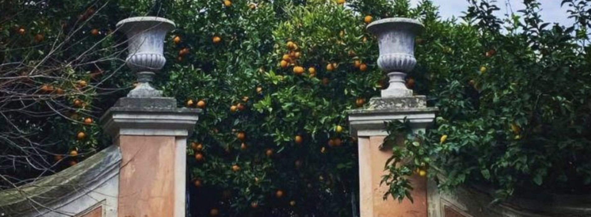 Citrus, le arance del sorriso, al Palazzo Tartaglione di Marcianise