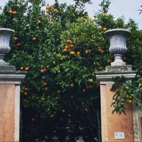 Citrus, le arance del sorriso, al Palazzo Tartaglione di Marcianise