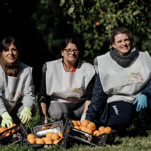 Reggia, al via la raccolta delle arance con la cooperativa Eva