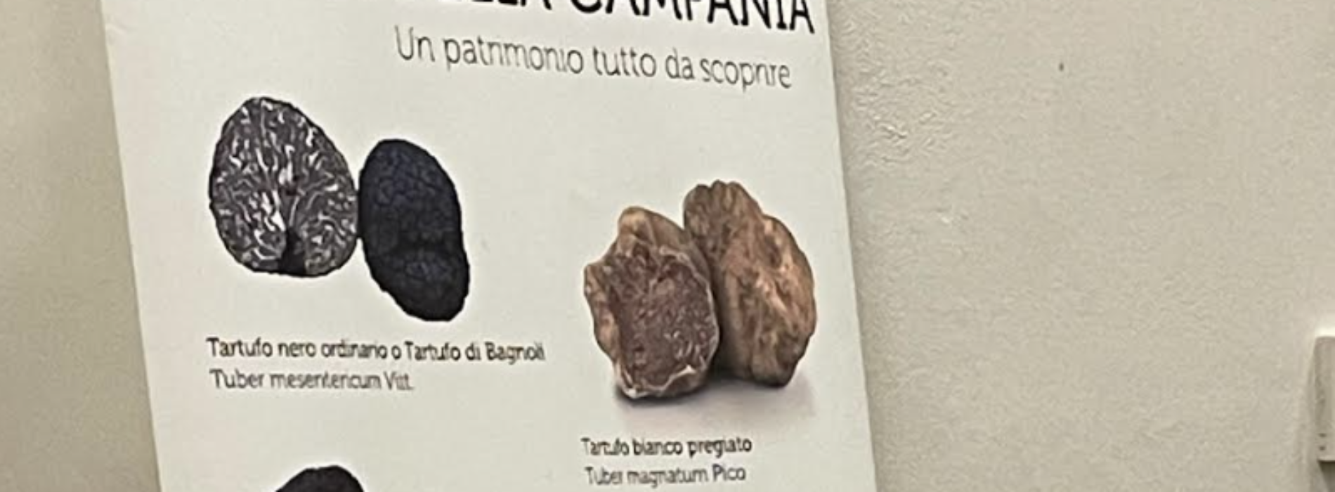 Il tartufo e la pineta, il progetto di recupero della tartufaia di Castel Volturno