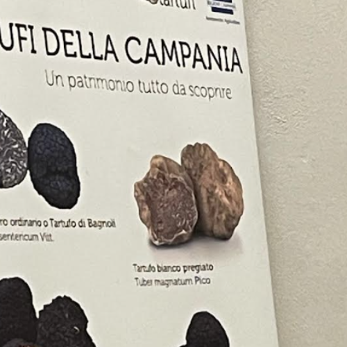 Il tartufo e la pineta, il progetto di recupero della tartufaia di Castel Volturno