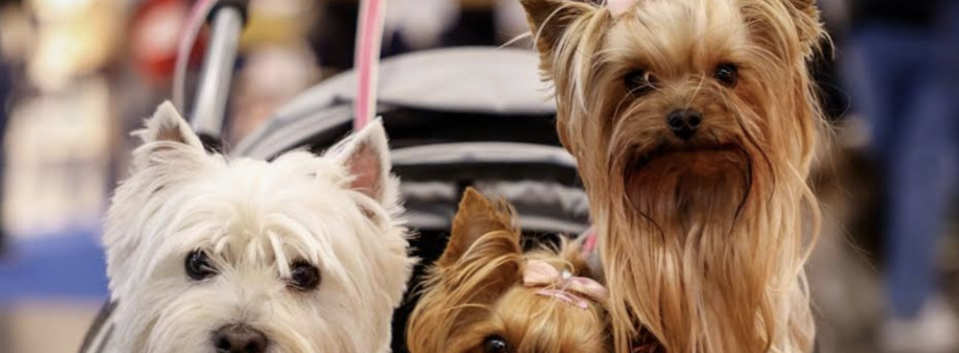 Quattrozampeinfiera, alla Mostra d’Oltremare torna l’evento pet-friendly