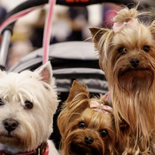 Quattrozampeinfiera, alla Mostra d’Oltremare torna l’evento pet-friendly